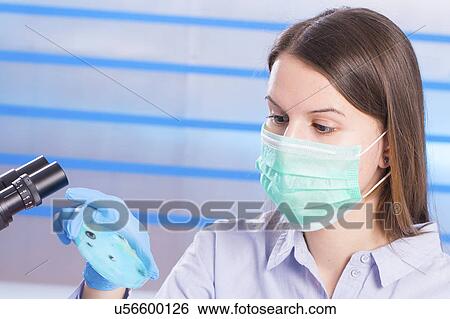 Scientist wearing mask holding petri dish View Large Photo Image Stock Photograph - Scientist wearing mask holding petri dish. Fotosearch