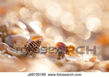 Seashells on the Mediterranean sea shore View Large Photo Image Stock Photo - Seashells on the Mediterranean sea shore. Fotosearch
