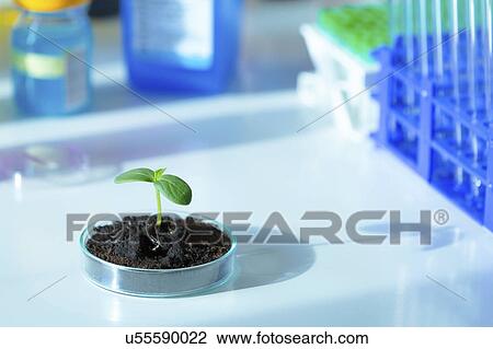 Stock Image - Seedling growing in petri dish.. Fotosearch