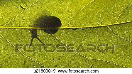 Stock Photo - Silhouette of a backlit snail through a green leaf. Fotosearch
