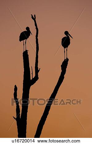Picture - Silhouette of two storks standing on a tree at sunset. photographed in Israel in July. Fotosearch