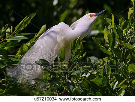 Picture - Snowy Egret. Fotosearch