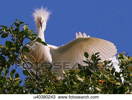 Snowy Egret View Large Photo Image Stock Image - Snowy Egret. Fotosearch