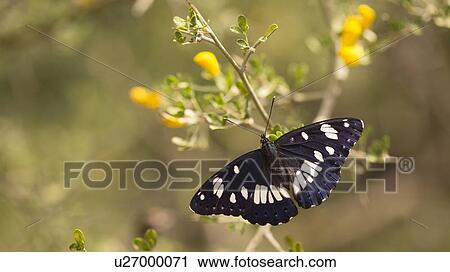 Southern White Admiral butterfly (Limenitis reducta). Photographed in Israel in April View Large Photo Image Stock Image - Southern White Admiral butterfly (Limenitis reducta). Photographed in Israel in April. Fotosearch