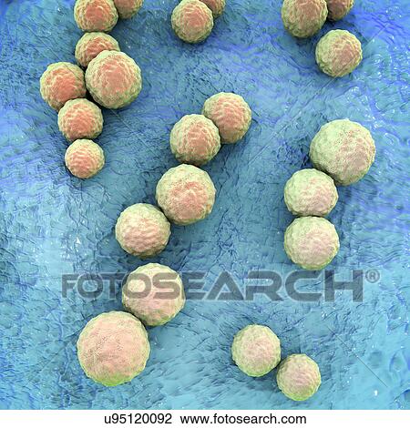 Streptococcus mutans bacteria, computer illustration. These are Gram-positive, non-motile, spherical bacteria (cocci) which typically form chains of cells (as seen here). Streptococcus mutans is found in the mouth cavity. It is one of the principal... View Large Photo Image Stock Image - Streptococcus mutans bacteria, computer illustration. These are Gram-positive, non-motile, spherical bacteria (cocci) which typically form chains of cells (as seen here). Streptococcus mutans is found in the mouth cavity. It is one of the principal.... Fotosearch