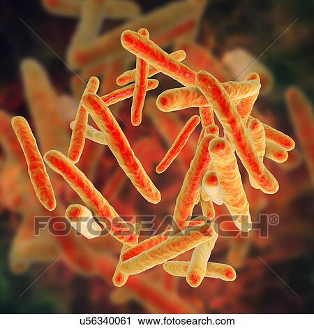 Tuberculosis bacteria. Computer artwork of Mycobacterium tuberculosis bacteria, the Gram-positive rod-shaped bacteria which cause the disease tuberculosis. View Large Photo Image Stock Image - Tuberculosis bacteria. Computer artwork of Mycobacterium tuberculosis bacteria, the Gram-positive rod-shaped bacteria which cause the disease tuberculosis.. Fotosearch
