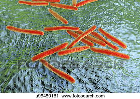 Tuberculosis bacteria. Computer artwork of Mycobacterium tuberculosis bacteria, the Gram-positive rod-shaped bacteria which cause the disease tuberculosis. View Large Photo Image Stock Image - Tuberculosis bacteria. Computer artwork of Mycobacterium tuberculosis bacteria, the Gram-positive rod-shaped bacteria which cause the disease tuberculosis.. Fotosearch