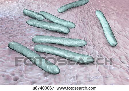 Tuberculosis bacteria. Computer artwork of Mycobacterium tuberculosis bacteria, the Gram-positive rod-shaped bacteria which cause the disease tuberculosis. View Large Photo Image Stock Photo - Tuberculosis bacteria. Computer artwork of Mycobacterium tuberculosis bacteria, the Gram-positive rod-shaped bacteria which cause the disease tuberculosis.. Fotosearch