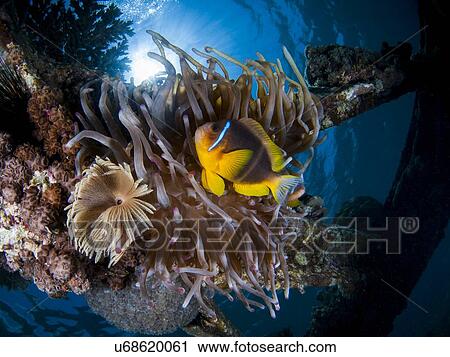 Stock Image - Under water photography of a Red Sea or two-banded clownfish (Amphiprion bicinctus) in a Sea Anemone (Actiniaria) Photographed in the Red Sea Israel. Fotosearch