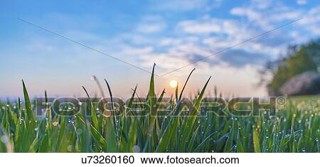 Water droplets on green grass. View Large Photo Image Stock Image - Water droplets on green grass.. Fotosearch