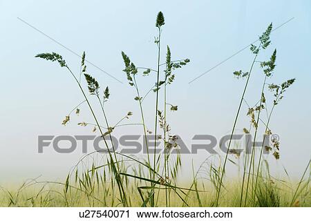 Stock Image - Wild grasses.. Fotosearch