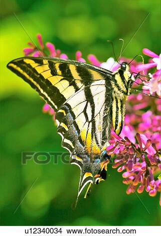 Butterfly View Large Photo Image Picture - Butterfly. Fotosearch