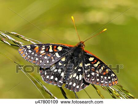 Stock Photo - Butterfly. Fotosearch