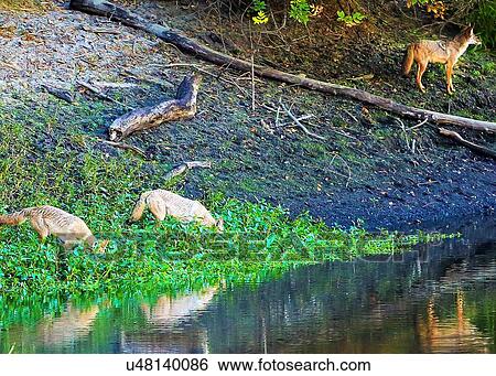 Stock Photograph - Coyotes. Fotosearch