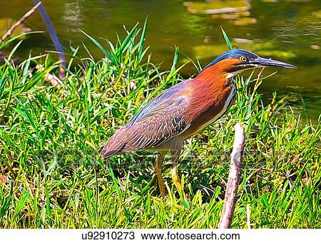 Stock Image - Green Heron. Fotosearch