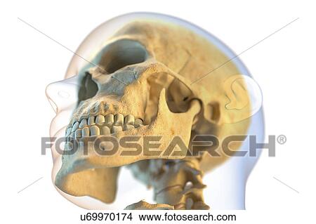 Picture - Human skull, illustration.. Fotosearch