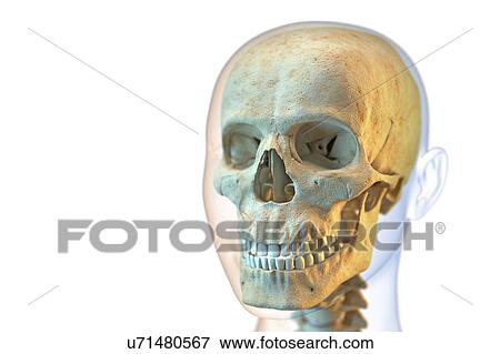 Human skull, illustration. View Large Photo Image Stock Photo - Human skull, illustration.. Fotosearch