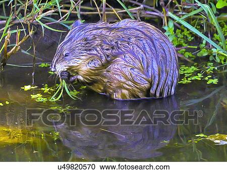 Stock Image - Muskrat. Fotosearch