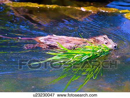 Stock Photo - Muskrat. Fotosearch