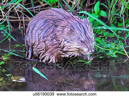 Muskrat View Large Photo Image Stock Photo - Muskrat. Fotosearch