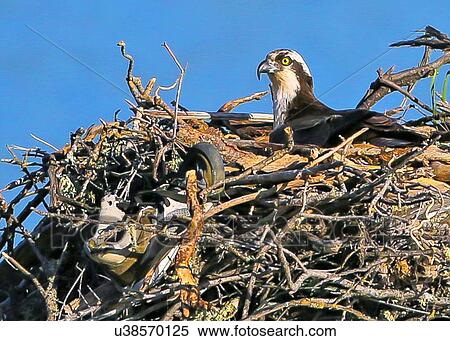 Stock Photography - Osprey. Fotosearch