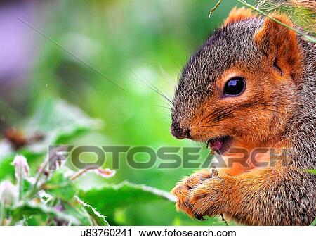 Stock Image - Squirrel. Fotosearch