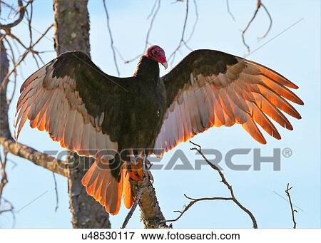 Stock Photo - Vulture. Fotosearch