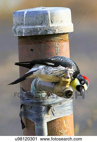 Woodpecker View Large Photo Image Stock Image - Woodpecker. Fotosearch