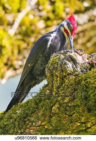 Woodpecker View Large Photo Image Stock Photograph - Woodpecker. Fotosearch