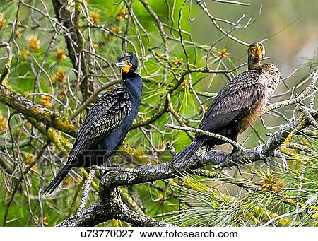 Cormorant View Large Photo Image Stock Photo - Cormorant. Fotosearch