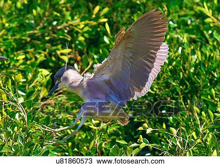 Stock Image - Heron. Fotosearch