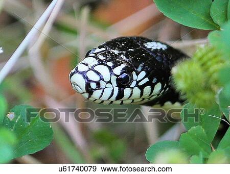 King Snake View Large Photo Image Stock Photo - King Snake. Fotosearch