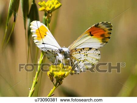 Orangetip View Large Photo Image Stock Image - Orangetip. Fotosearch