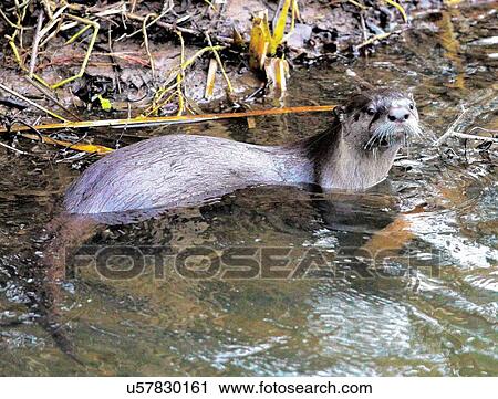 Stock Image - Otter. Fotosearch