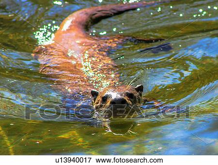 Otter View Large Photo Image Stock Photo - Otter. Fotosearch