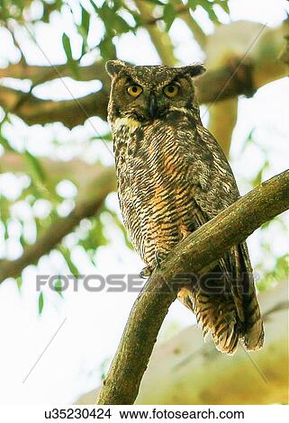 Owl View Large Photo Image Picture - Owl. Fotosearch