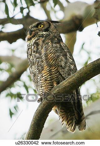 Stock Image - Owl. Fotosearch