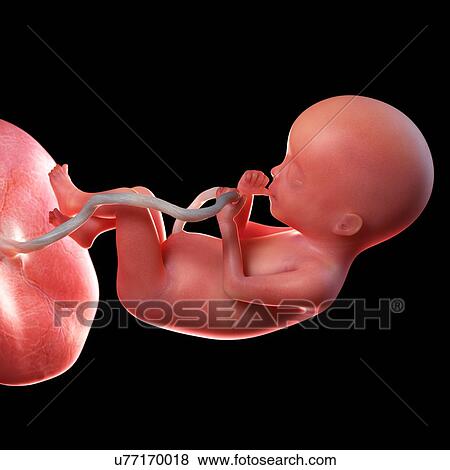 人間 胎児 年齢 ２０ 週 イラスト 写真館 イメージ館 U Fotosearch