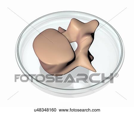 Stock Image - 3d printed vertebra, conceptual illustration. Fotosearch
