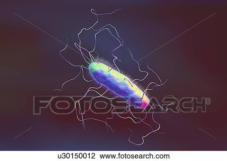 Stock Image - A bacterium with flagella and pili, illustration. Fotosearch