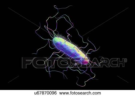 Stock Photograph - A bacterium with flagella and pili, illustration. Fotosearch