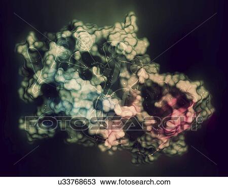 Alpha-galactosidase enzyme molecule View Large Photo Image Stock Image - Alpha-galactosidase enzyme molecule. Fotosearch