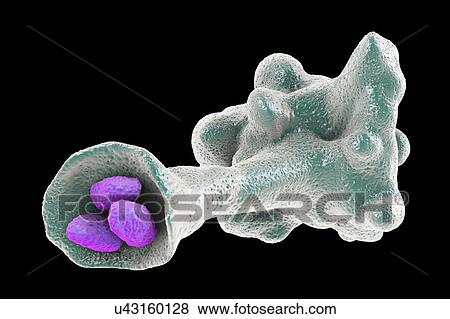 Amoeba protozoan engulfing bacteria, illustration View Large Photo Image Stock Photo - Amoeba protozoan engulfing bacteria, illustration. Fotosearch