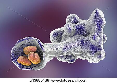 Amoeba protozoan engulfing bacteria, illustration View Large Photo Image Stock Photo - Amoeba protozoan engulfing bacteria, illustration. Fotosearch