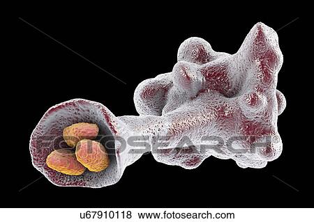 Stock Photo - Amoeba protozoan engulfing bacteria, illustration. Fotosearch