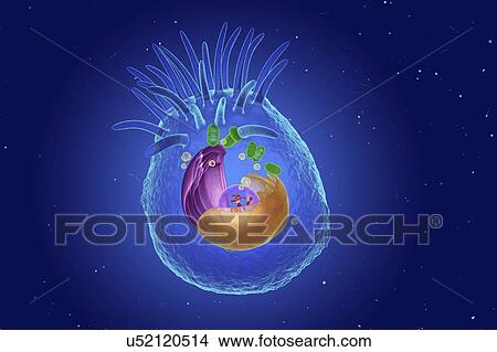 Animal cell, illustration View Large Photo Image Picture - Animal cell, illustration. Fotosearch