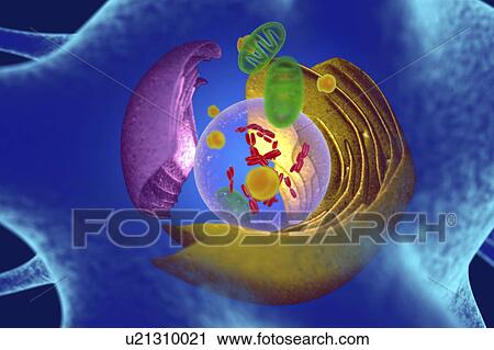 Animal cell, illustration View Large Photo Image Stock Image - Animal cell, illustration. Fotosearch