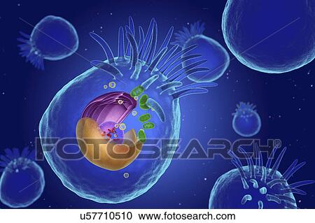 Animal cell, illustration View Large Photo Image Stock Image - Animal cell, illustration. Fotosearch