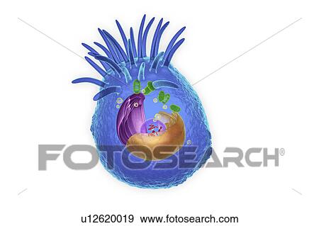 Stock Photo - Animal cell, illustration. Fotosearch