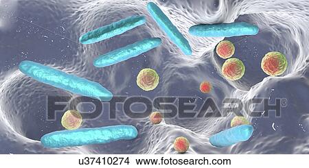 Bacteria inside dental cavity, illustration View Large Photo Image Picture - Bacteria inside dental cavity, illustration. Fotosearch